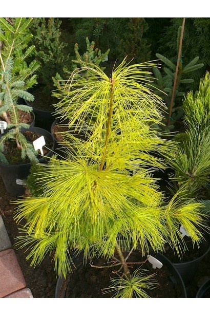Pinus strobus ’Pacific Sunrise’